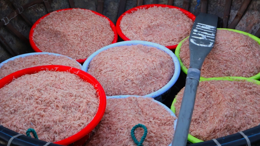 Ruốc biển vào mùa, ngư dân thu tiền triệu mỗi ngày